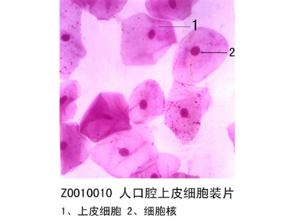 生物教学切片