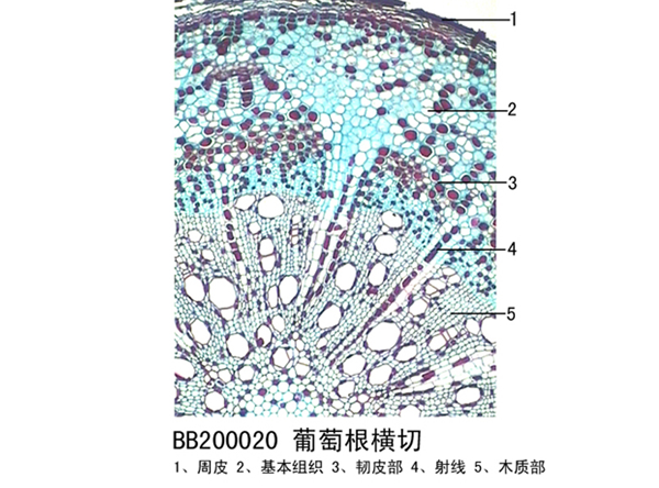 生物教学切片