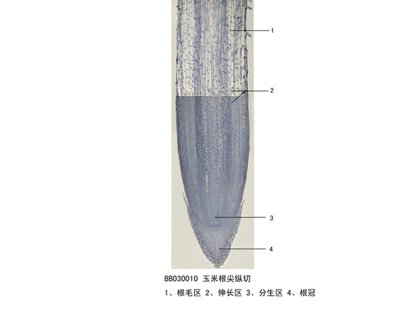 生物标本