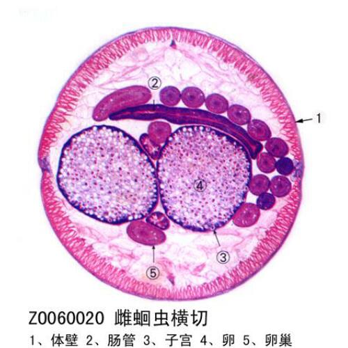 生物切片标本