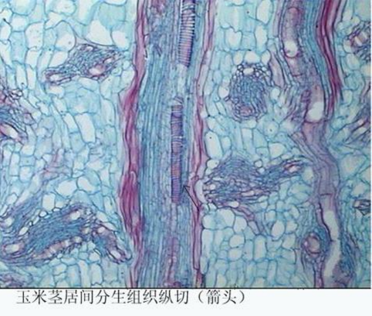 玉米茎居间分生组织纵切