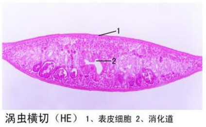 涡虫横切