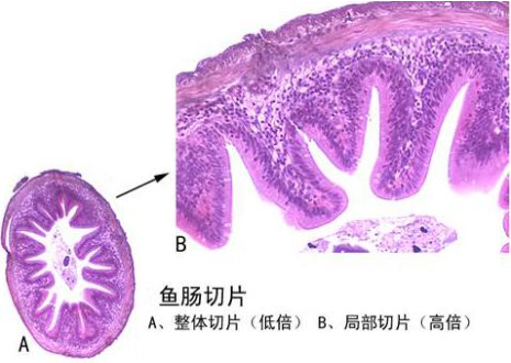  鱼肠切片