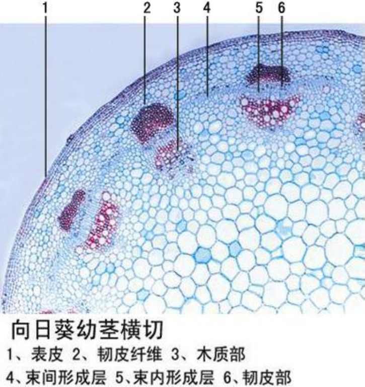 向日葵幼茎横切