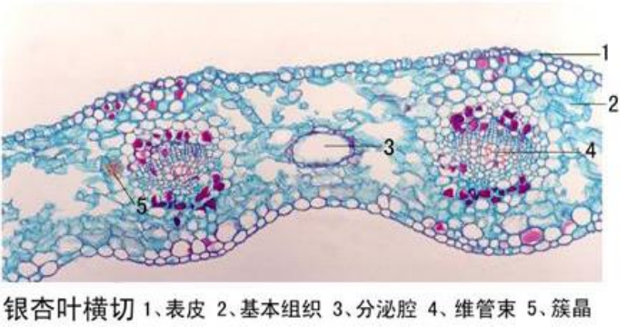 银杏叶横切