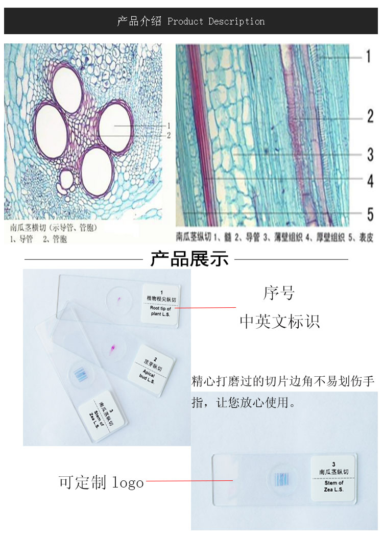 南瓜茎纵切