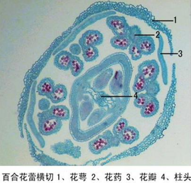 百合花蕾横切