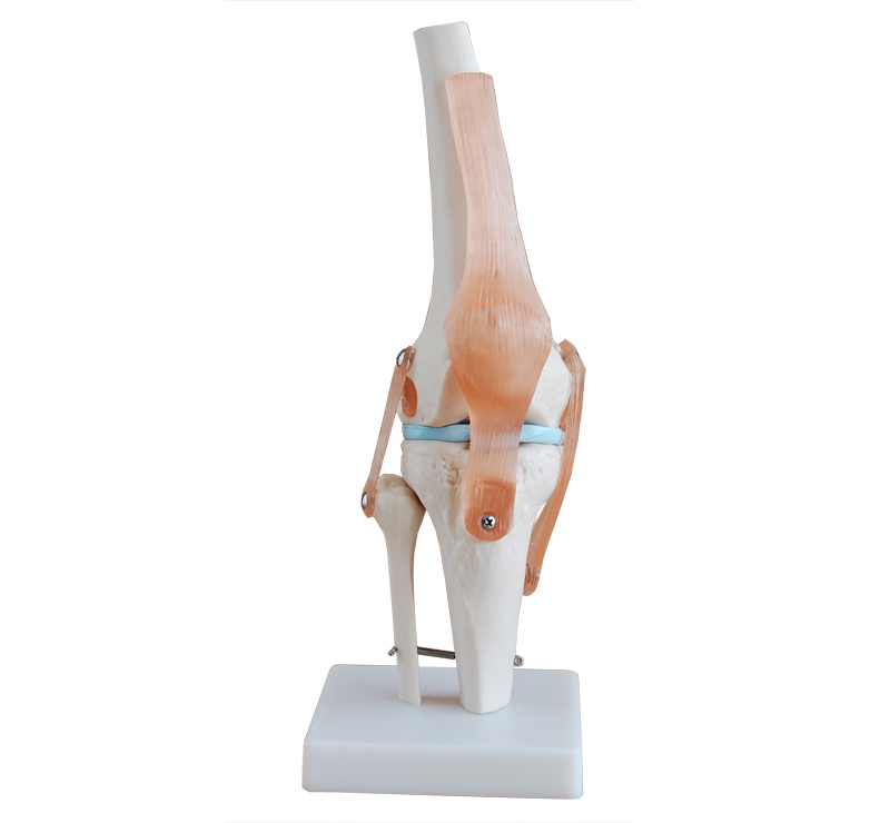 自然大膝关节模型