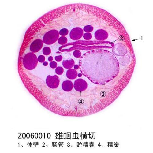 生物教学切片