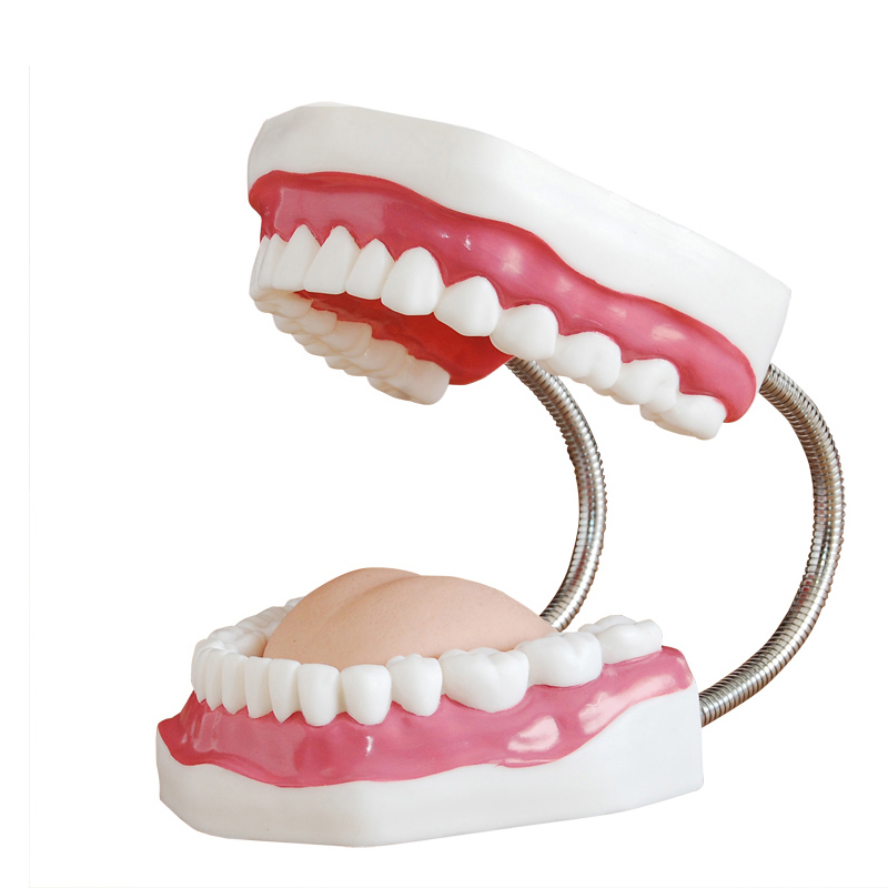 口腔保健护理模型