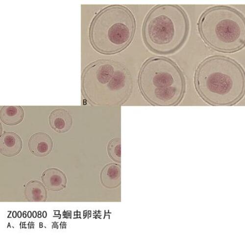 生物切片