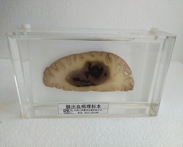 生物切片厂家