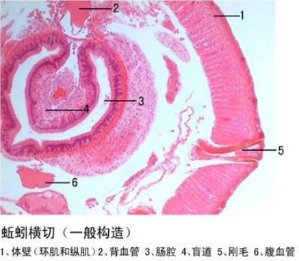 生物切片厂家