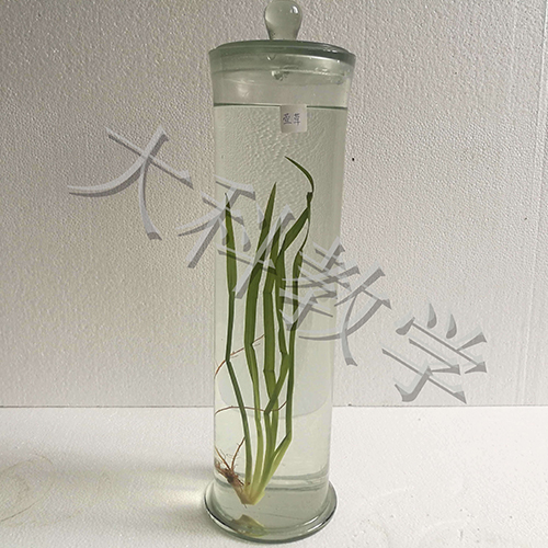 植物玻片标本