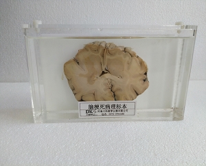 生物教学切片