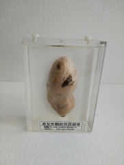 腊叶标本