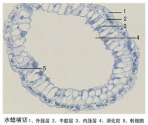 教学生物切片公司