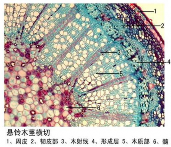 生物教学切片