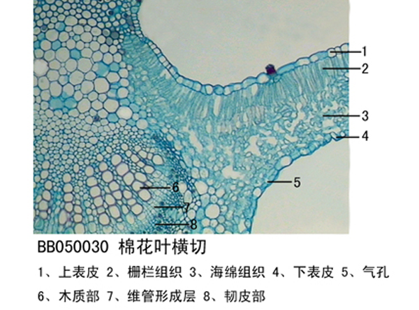 制作植物标本