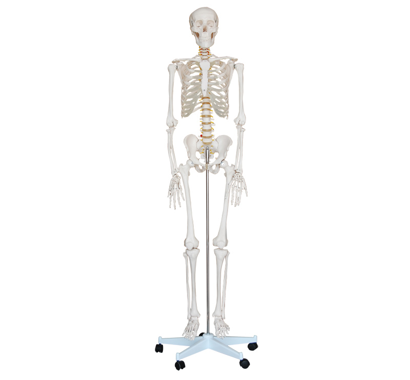 180cm人体骨骼模型